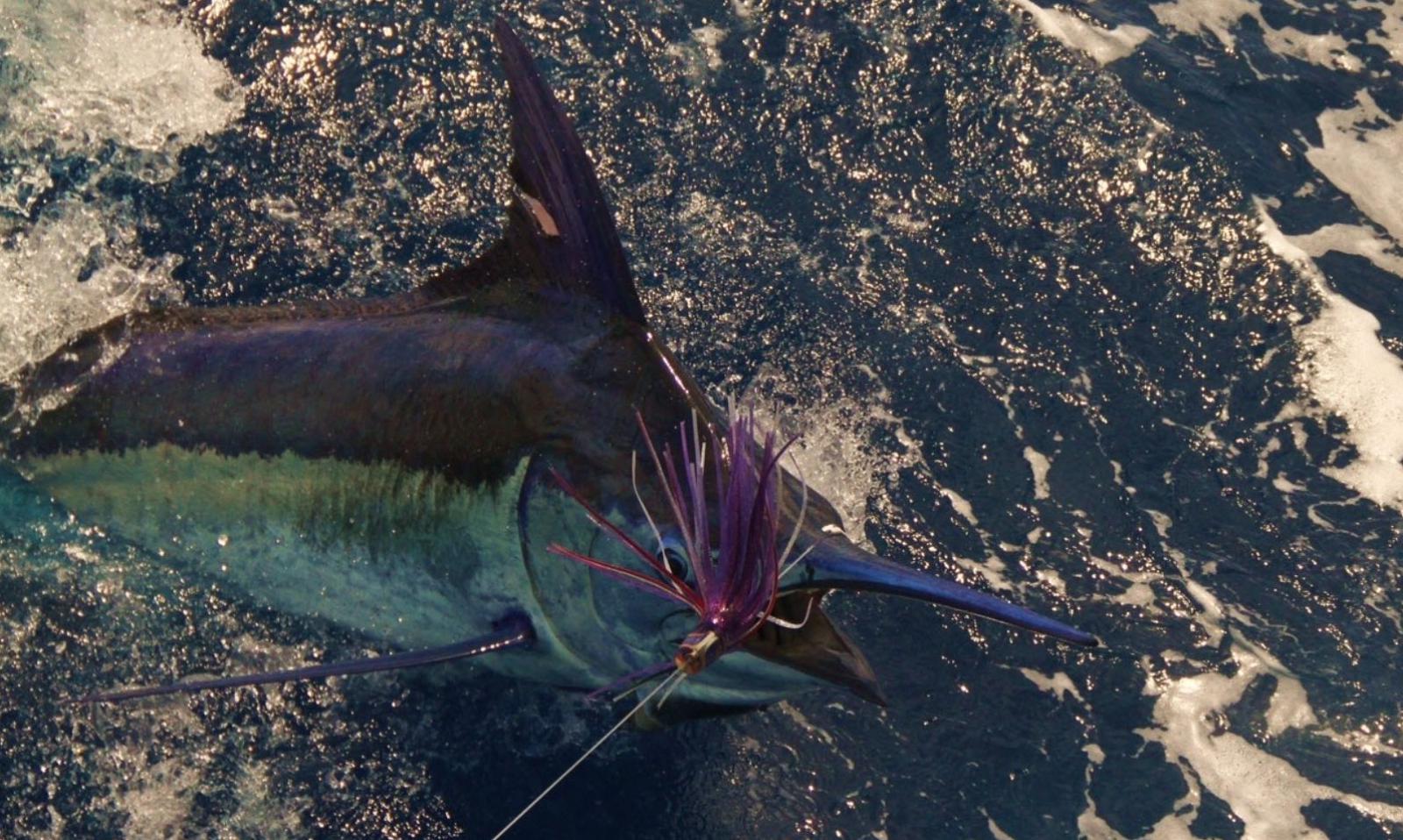 Photo of The 2021 Orange Beach Billfish Classic